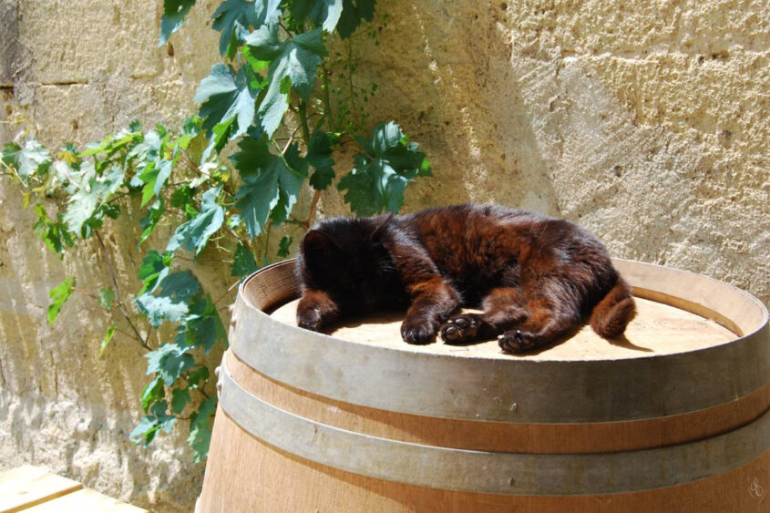 Grand Cru Experience, black cat sleeping on the wine barrel